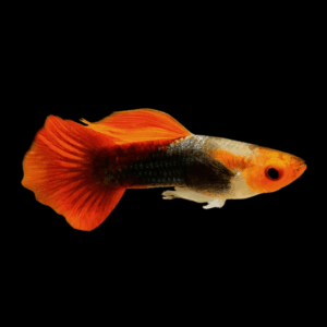Male Red Cap Guppy (2 - 3 Cm)