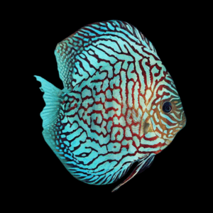 Turquoise Checkerboard Discus (10Cm (12,5Cm))