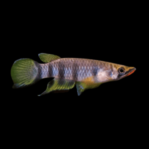 Red Chin Panchax Epiplatys Dageti Killifish (3 - 4 Cm)