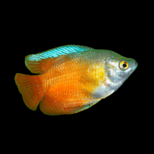 Red Dwarf Gourami (Xl)