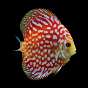 Pigeon Blood Checkerboard Discus (10Cm (12,5Cm))
