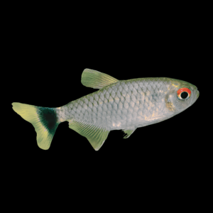 Redeye Tetra (2,5 Cm)