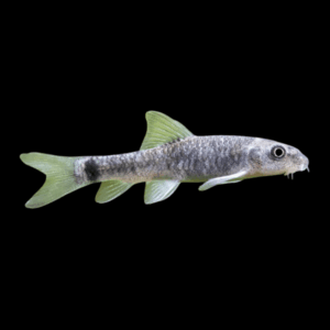 Redtail Garra (3 - 4 Cm)