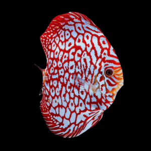 Red Stone Discus (7Cm (9Cm))