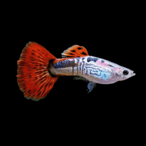 Male Red Cobra Guppy (3 - 4 Cm)