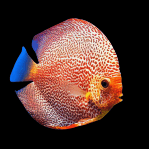 Leopard Discus (10Cm (12,5Cm))