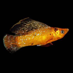 Red Leopard Sailfin Molly (6 - 7 Cm)