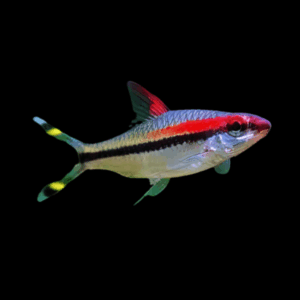 Denisoni Barb (3 - 4 Cm)