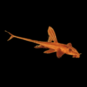 Red Lizard Whiptail Catfish (4 - 5 Cm)
