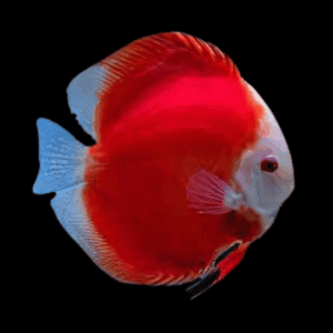 Super Red Melon Discus (8Cm (10Cm))