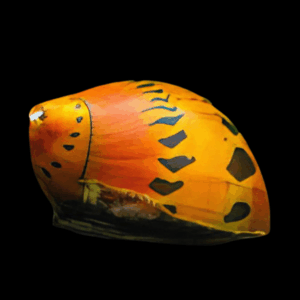 Red Spotted Snail 2cm