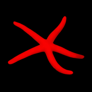 Red/ Orange - LINCKIA LAEVIGATA