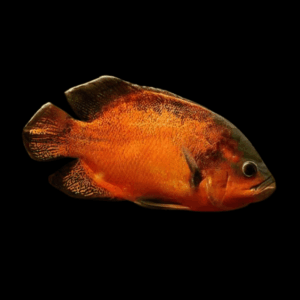 Red Oscar (4 - 5 Cm)