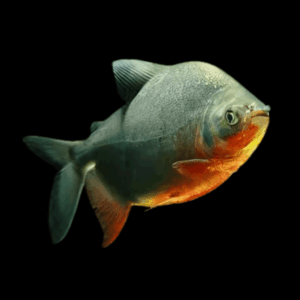 Red Pacu (3 - 4 Cm)