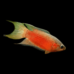 Red Velvet Paradise Fish (3 -4 Cm)