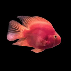 Red Blood Parrot Fish (6 - 7 Cm)