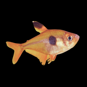 Red Phantom Tetra (2,5 - 3 Cm)