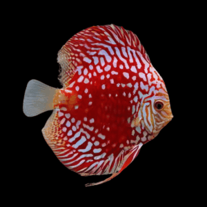 Red Pearl Discus (4Cm (5Cm))