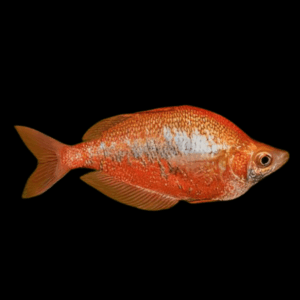 Red Rainbow Fish (4,5 - 5,5 Cm)