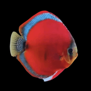 San Merah Discus (10Cm (12,5Cm))