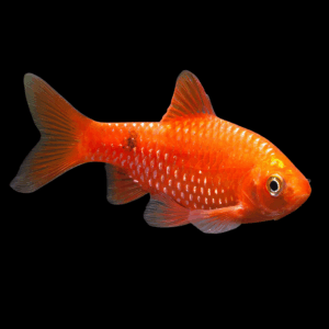 Red Rosy Barb (3,5 - 4 Cm)