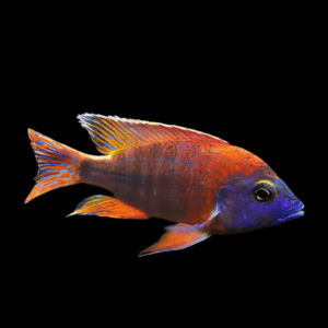 Aulonocara Red Ruby Peacock Cichlid (4 - 5 Cm)