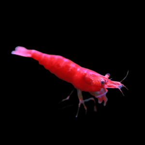Super Red Sakura Shrimp (2 - 2.5 Cm)
