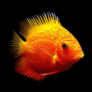 Red Spotted Golden Severum (10 - 12 Cm)