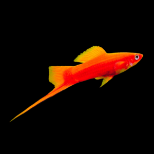 Red Swordtail (3 - 4 Cm)