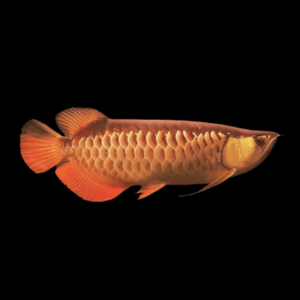 Malaysian Red Tail Gold Arowana Scleropages Formosus 20cm