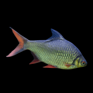 Tinfoil Barb (4 - 5 Cm)
