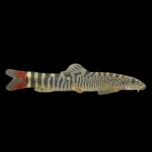 Red Tail Zebra Loach (4 - 5 Cm)