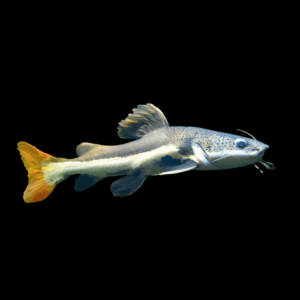 Red Tailed Catfish (3,5 - 5 Cm)