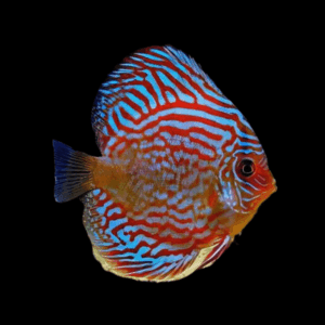 Red Turquoise Discus (10Cm (12,5Cm))
