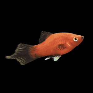 Red Wagtail Platy (3 - 4 Cm)