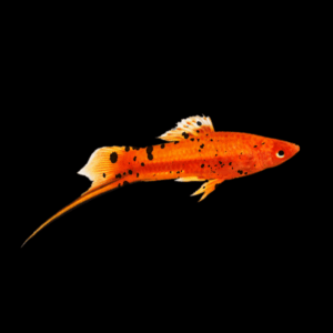 Red Wagtail Swordtail (4 - 5 Cm)
