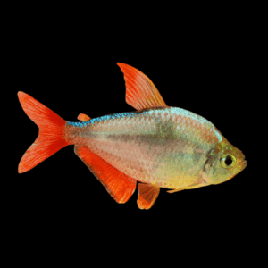 Red And Blue Colombian Tetra (> 3 Cm)