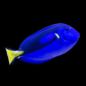 Regal Blue Tang - M