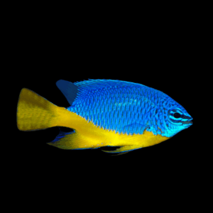 Regal Azure Damselfish - M