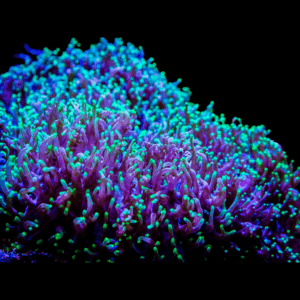 Rhodactis Hairy Mushrooms (Metallic Green) Rock - -