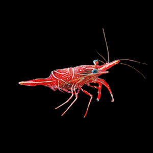 Rhynchocinetes Uritai - M