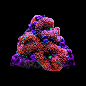 Yuma - RICORDEA YUMA