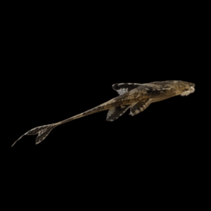 Chocolate Whiptail Catfish (4 - 6 Cm)