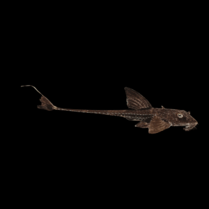 Marbled Whiptail Catfish (6 - 7 Cm)