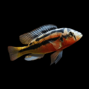 Rock Kribensis Cichlid (3 - 4 Cm)