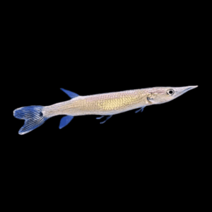 Rocket Gar (4 - 6 Cm)