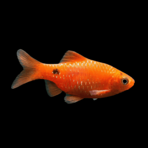 Rosy Barb 3-4cm