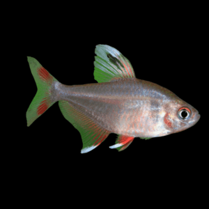 Rosy Tetra (1,5 - 2Cm)