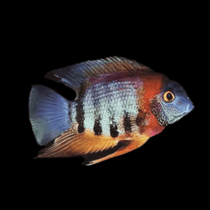 Rotkeil Severum (2 - 2,5 Cm)