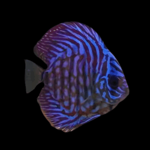 Royal Blue Discus (10Cm (12,5Cm))